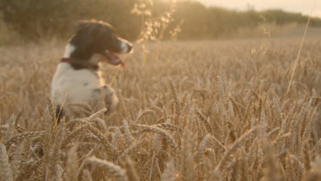 Kameraschwenk-Eines-Hundes,-Der-Im-Weizenfeld-Spielt