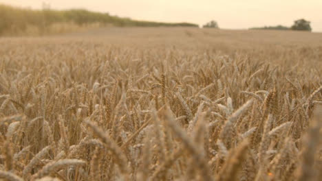 Tracking-Shot-Along-Wheat-Field