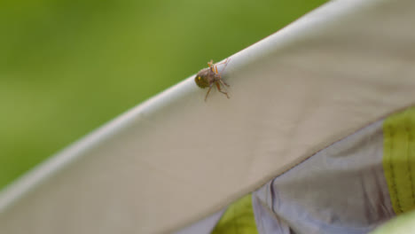 Close-Up-Shot-of-Shield-Bug-On-Tent-