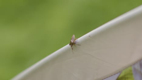 Close-Up-Shot-of-Shield-Bug-On-Tent-