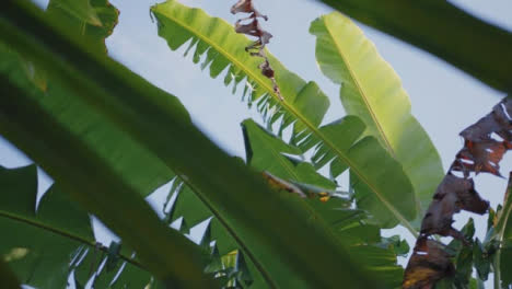 Rotating-Low-Angle-Shot-of-Leaves-in-Bali