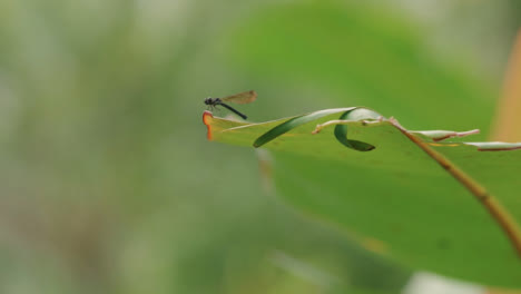 Close-Up-Shot-of-Insect-Landing-on-Leaf-in-Bali