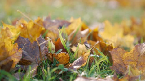 Close-Up-Shot-of-Autumnal-Leaves-On-Grass