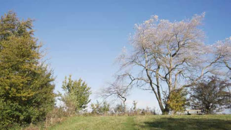 Weitwinkelaufnahme-Herbstlicher-Bäume-Im-Feld
