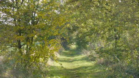 Tracking-Shot-Along-Rural-Countryside-Path