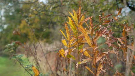 Close-Up-Shot-of-Plants-During-Autumn