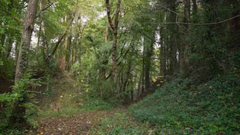 Kamerafahrt-Durch-Waldgebiet