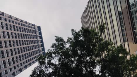 Low-Angle-Tracking-Shot-Past-Trees-Looking-Up-at-Skyscrapers-01