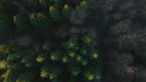 Drone-Shot-Looking-Down-On-a-Woodland-