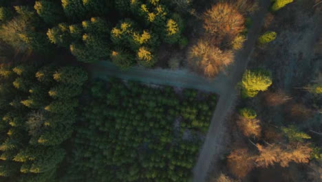 Drone-Shot-Looking-Down-On-Woodland-at-Sunrise