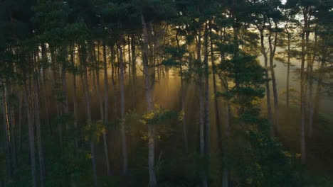 Drohnenschuss,-Der-Wald-Umkreist,-Während-Sonnenlicht-Durch-Bäume-Bricht