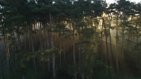 Drohnenschuss,-Der-Wald-Umkreist,-Während-Das-Sonnenlicht-Durch-Die-Bäume-Bricht