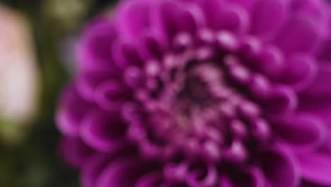 Defocused-Shot-of-Purple-Flower