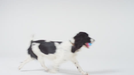 Mittelaufnahme-Eines-Hundes,-Der-Mit-Ball-Durch-Den-Rahmen-Läuft