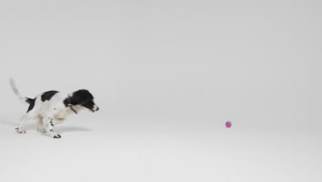 Totale-Eines-Mit-Ball-Spielenden-Hundes-01