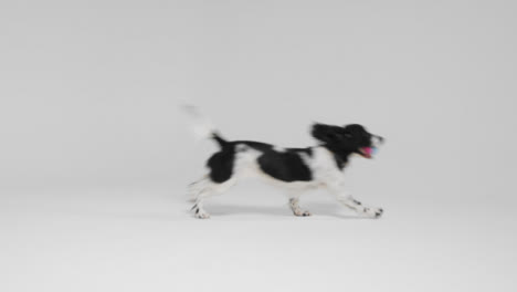 Long-Shot-of-Dog-Playing-with-Ball-02