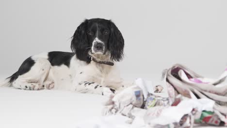 Tracking-Shot-of-Dog-Laying-with-Ripped-Paper-02