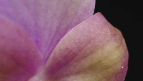 Extreme-Close-Up-of-Purple-Flowers
