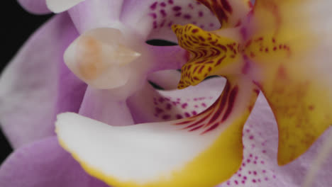 Extreme-Close-Up-of-Purple-Flower