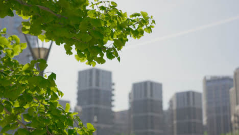 Tracking-Shot-of-Leaves-with-Apartment-Buildings-In-the-Background