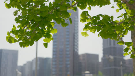 Tracking-Shot-of-Tree-Leaves-with-Apartment-Buildings-In-the-Background