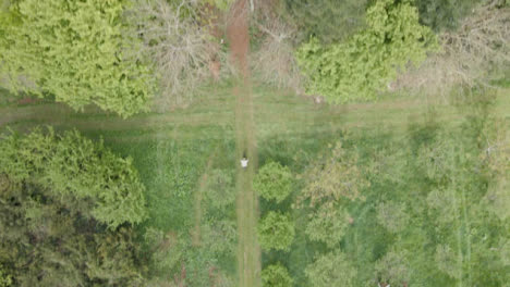 Drone-Aerial-Shot-Of-Man-On-Mountain-Bike-Cycling-Along-Trail-Through-Countryside-And-Woodland