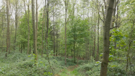 Drone-Tracking-Shot-Of-Trail-Through-Countryside-And-Woodland-3