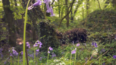 Close-Up-Of-Woodland-With-Bluebells-Growing-In-UK-Countryside-3