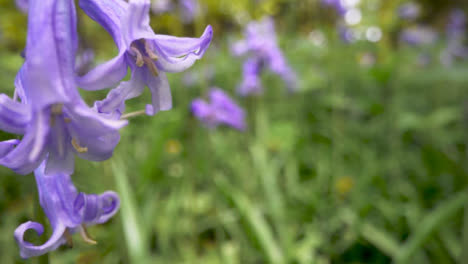 Close-Up-Of-Woodland-With-Bluebells-Growing-In-UK-Countryside-5