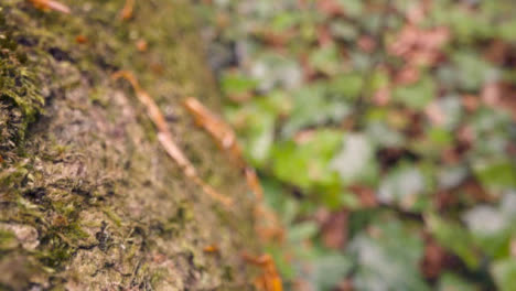 Close-Up-Moss-Growing-Bark-Trunk-Of-Fallen-Tree-In-Woodland-Countryside-1