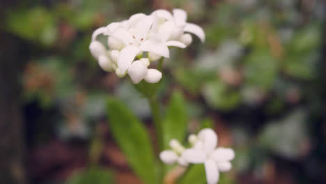 Cerca-De-Bosques-Con-Flores-Silvestres-Blancas-Que-Crecen-En-La-Campiña-Británica