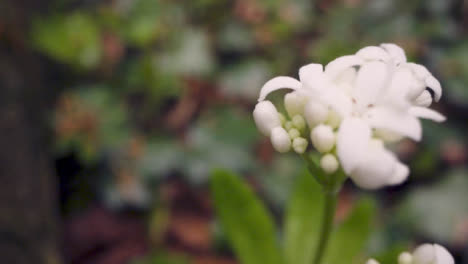 Cerca-De-Un-Bosque-Con-Flores-Silvestres-Blancas-Que-Crecen-En-El-Campo-Del-Reino-Unido-1