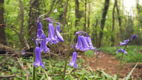 Close-Up-Of-Woodland-With-Bluebells-Growing-In-UK-Woodland-Countryside-8