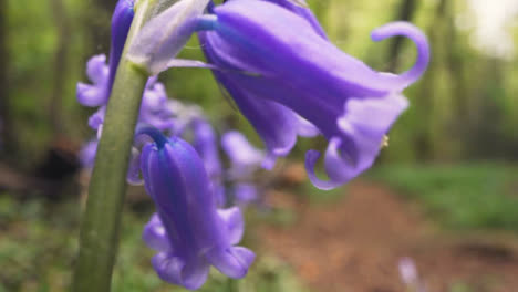 Close-Up-Of-Woodland-With-Bluebells-Growing-In-UK-Woodland-Countryside-10
