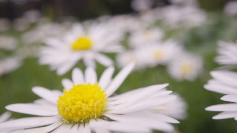 Close-Up-Of-Field-With-Daisies-Growing-In-UK-Countryside