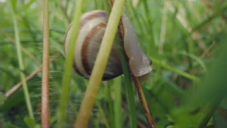 Close-Up-Of-Snail-With-Striped-Shell-On-Plant-Stem