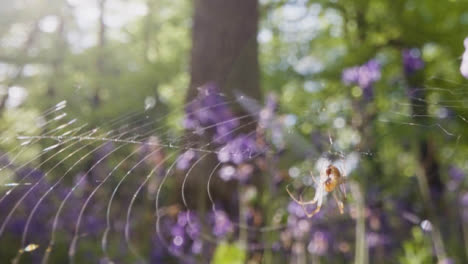 Close-Up-Of-Spider-On-Web-In-Woodland-With-Bluebells-Growing-In-UK-Countryside