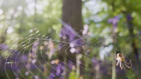 Close-Up-Of-Spider-On-Web-In-Woodland-With-Bluebells-In-UK-Countryside-2