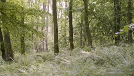 Spring-Summer-Woodland-With-Ferns-Growing-In-UK-Countryside