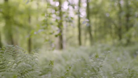 Close-Up-Spring-Summer-Woodland-With-Ferns-Growing-In-UK-Countryside