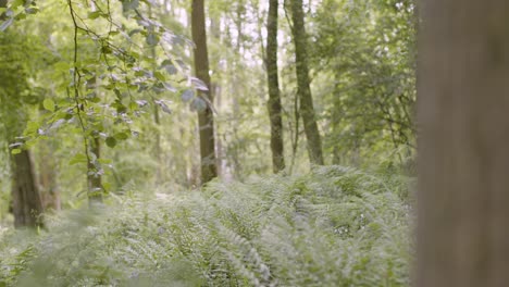 Close-Up-Spring-Summer-Woodland-With-Ferns-Growing-In-UK-Countryside-1