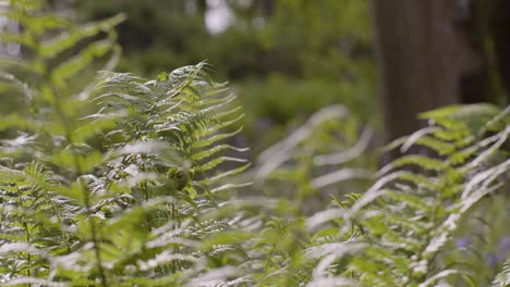 Close-Up-Spring-Summer-Woodland-With-Ferns-Growing-In-UK-Countryside-2