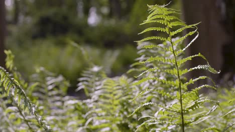 Close-Up-Spring-Summer-Woodland-With-Ferns-Growing-In-UK-Countryside-3