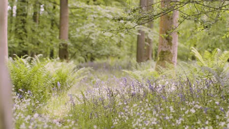 Woodland-With-Bluebells-And-Ferns-Growing-In-UK-Countryside-9
