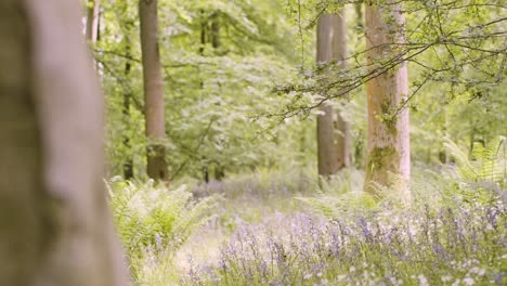 Wald-Mit-Glockenblumen-Und-Farnen,-Die-In-Der-Britischen-Landschaft-Wachsen-11