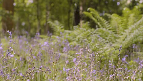 Woodland-With-Bluebells-And-Ferns-Growing-In-UK-Countryside-14