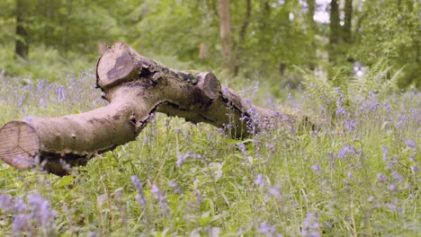Fallen-Tree-Branch-With-Bluebells-And-Ferns-Growing-In-UK-Countryside