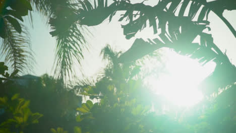 Sonne-Scheint-Durch-Blätter-Tropischer-Vegetation-Am-Urlaubsziel