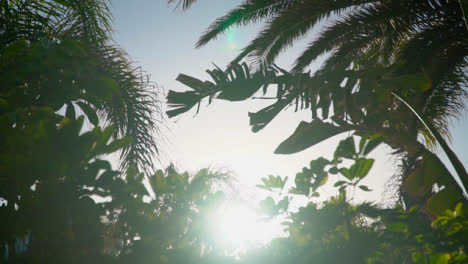 Sun-Shining-Through-Leaves-Of-Tropical-Vegetation-On-Holiday-Destination-1