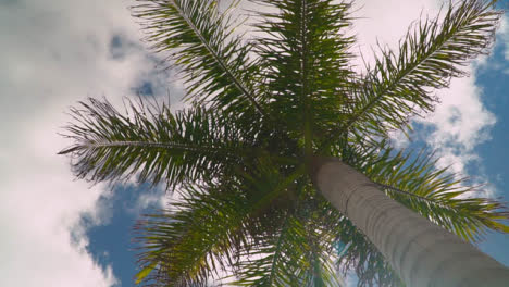 Summer-Holiday-Concept-Looking-Up-At-Palm-Tree-With-Blue-Sky-And-Clouds